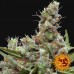 CBD Blue Shark - Barney's Farm